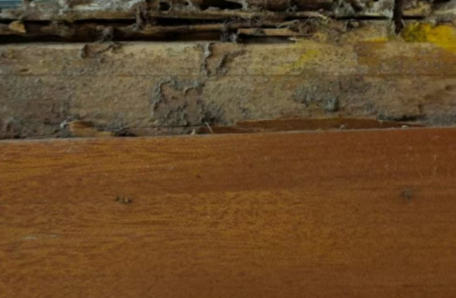 家里地板无故塌陷?无锡白蚁防治教你速判白蚁