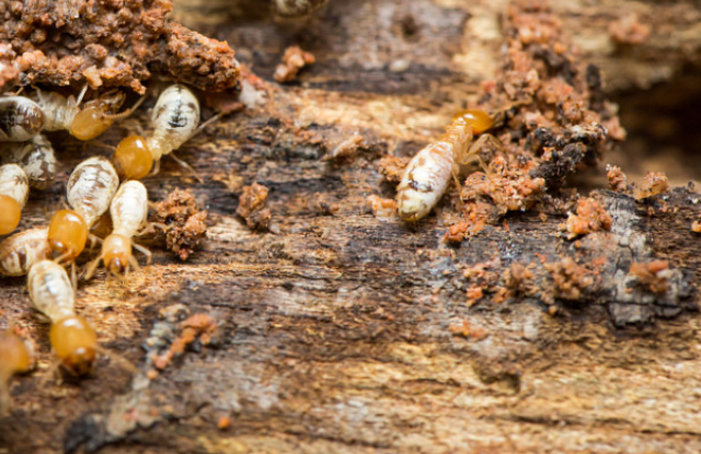 房屋装修疑问!白蚁预防治理到底做不做?