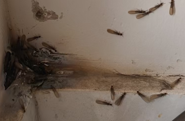 无锡白蚁进入高发期,崇源白蚁防治公司,靠谱!