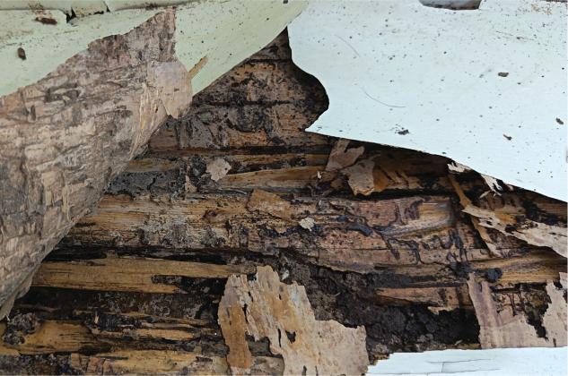 白蚁防治要趁早!晚一年,危害翻倍!