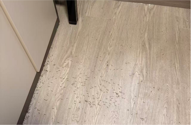 白蚁年年有?无锡市白蚁防治:99%的人都栽在这!