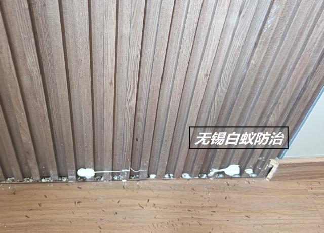 护墙板爬满飞蚁!九成原因都是装修忽视白蚁防治