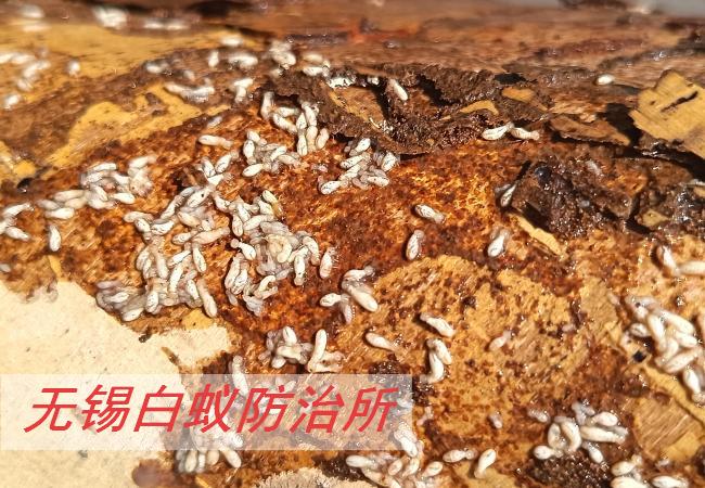 白蚁防治完成后，是否就完全不用操心了?