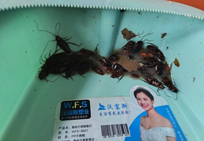 灭蟑螂