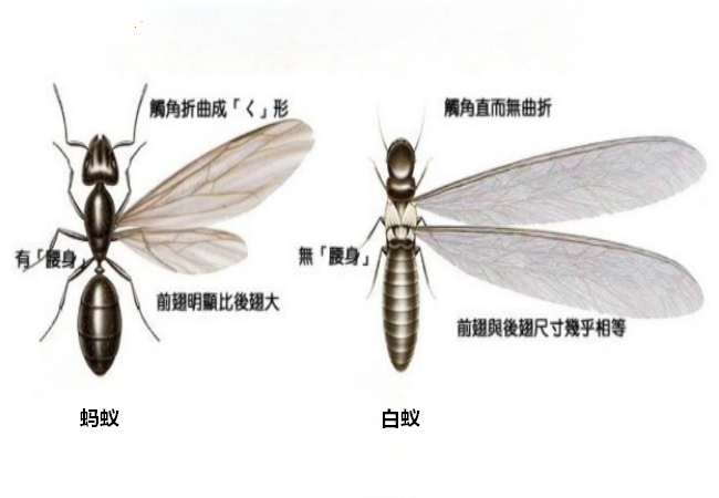无锡白蚁防治:蚂蚁和白蚁,你分得清吗?