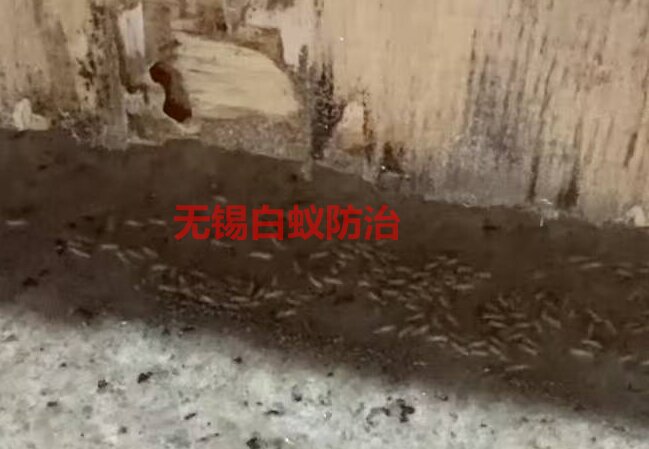家里有白蚁不知道?3个笨办法,不花一分钱自己查