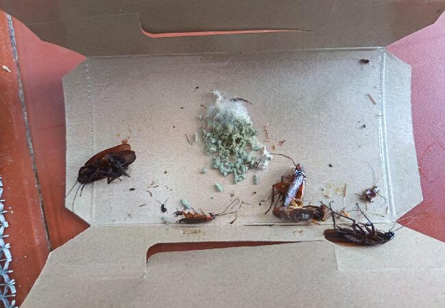 灭蟑螂其实很简单!家里只需备这个就行了