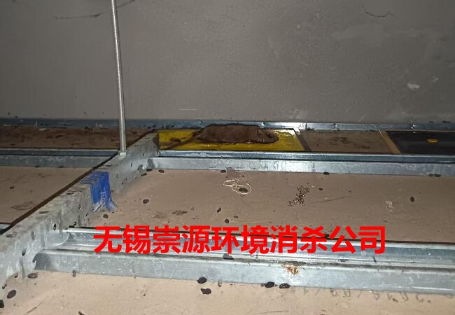 吊顶上闹老鼠,千万别用药毒!这样做,才安全靠谱