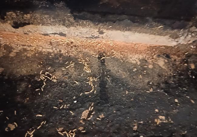 白蚁蛀空地板、门套,市区老房屋白蚁防治详解